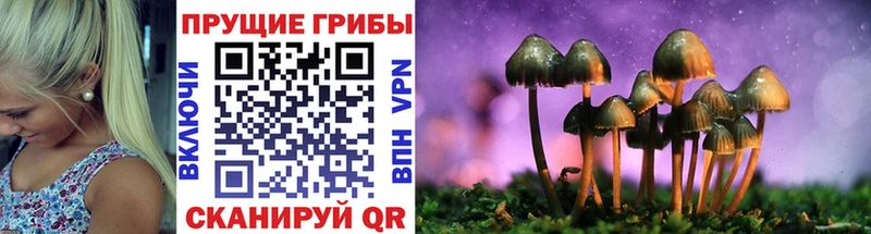 продажа наркотиков  Цимлянск  Псилоцибиновые грибы прущие грибы 
